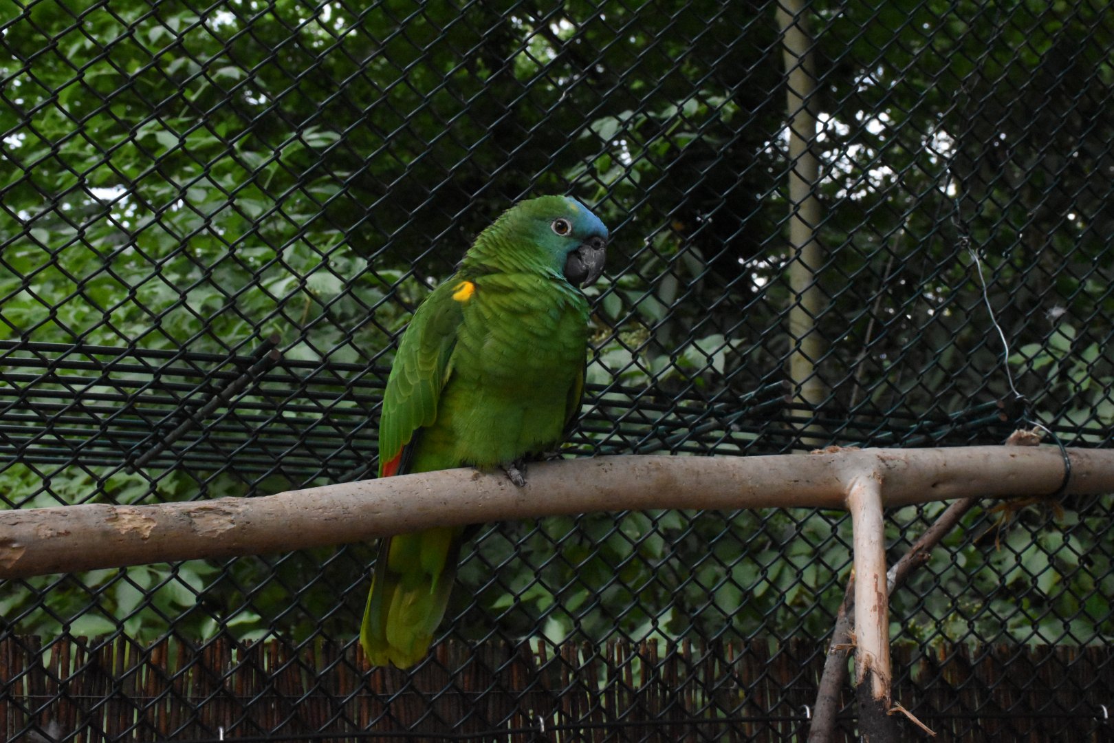 Yellow-winged turquoise-fronted amazon - Tierpark Köthen