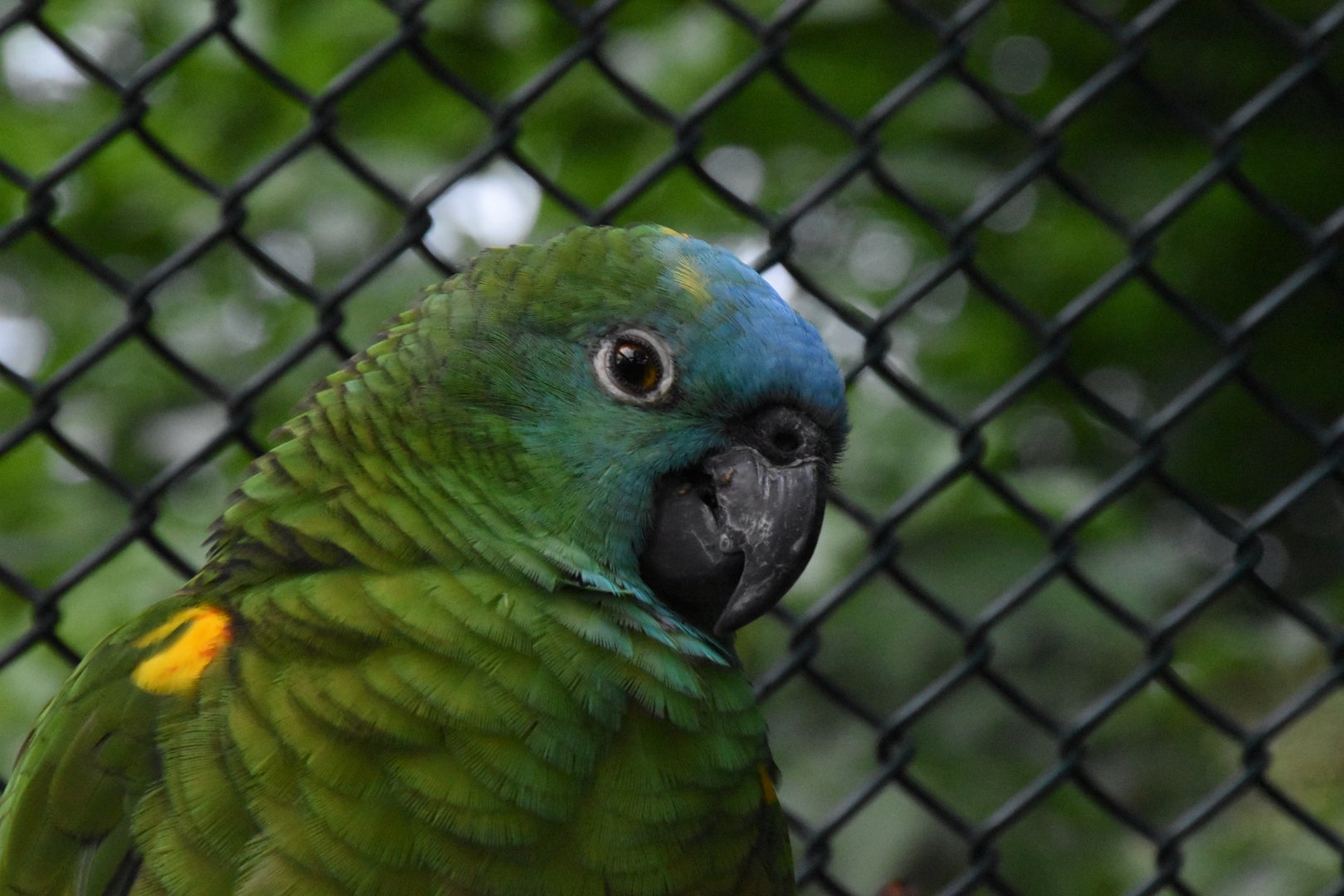 Yellow-winged turquoise-fronted amazon - Tierpark Köthen