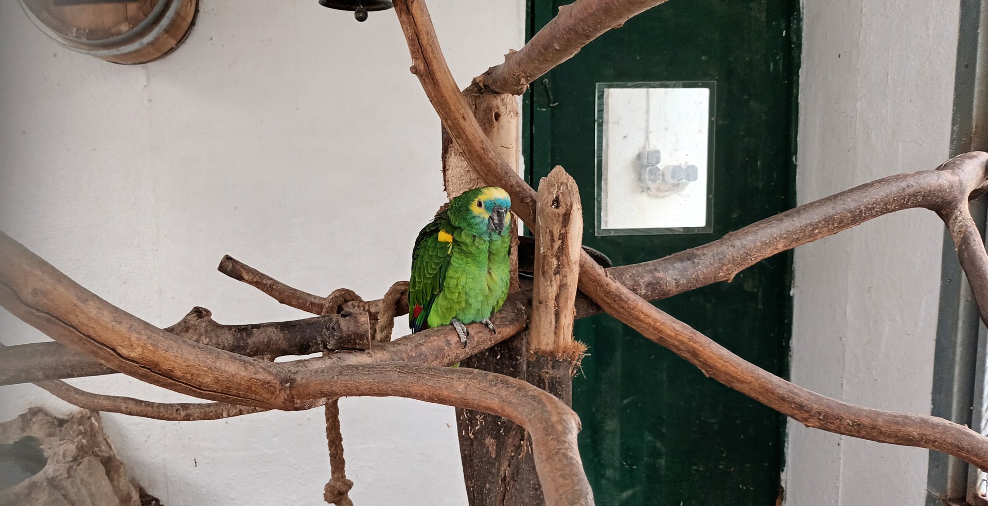 Yellow winged turquoise fronted Amazon
