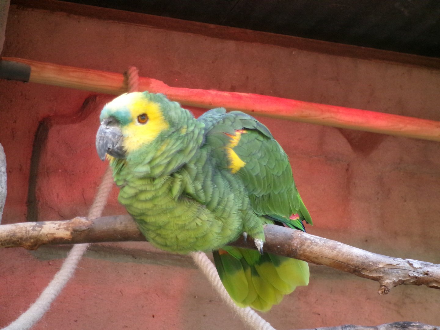 Yellow-winged turquoise-fronted amazon