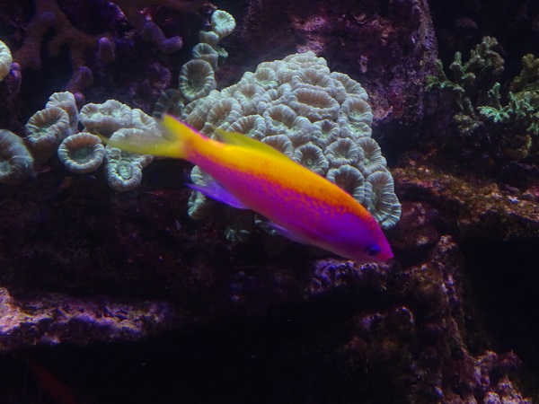 Yellowback anthias (Pseudanthias evansi)