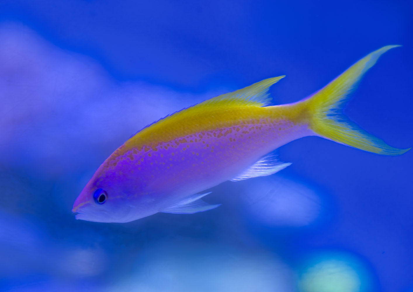 Yellowback Anthias