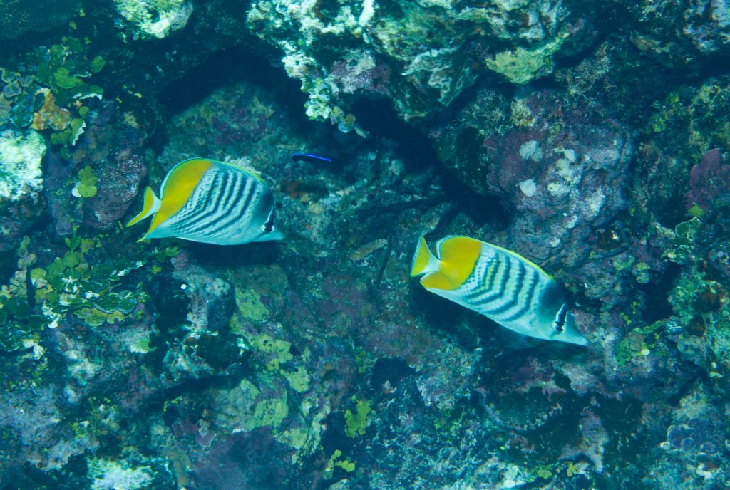 Yellowback Butterflyfish (Chaetodon mertensi)