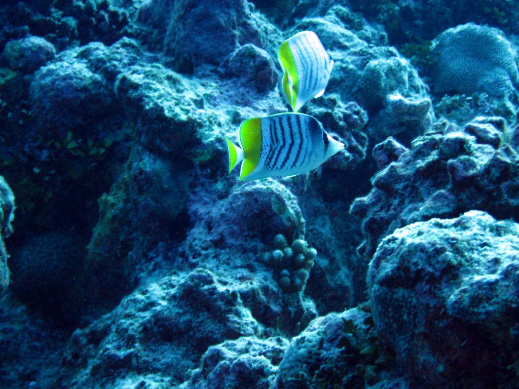 Yellowback Butterflyfish