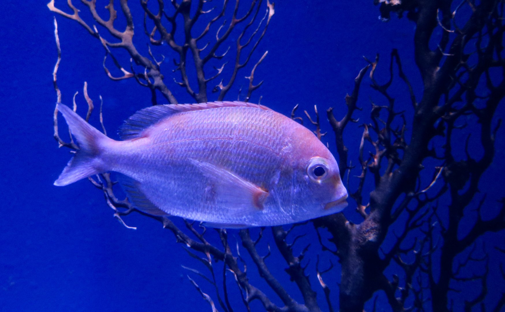 Yellowback Sea Bream (Evynnis tumifrons)