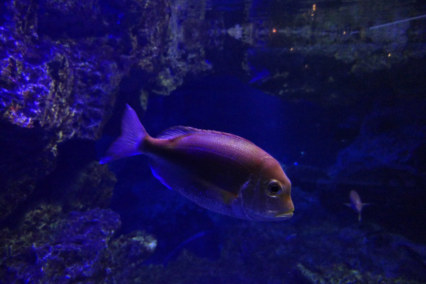 Yellowback Seabream (Dentex hypselosomus)