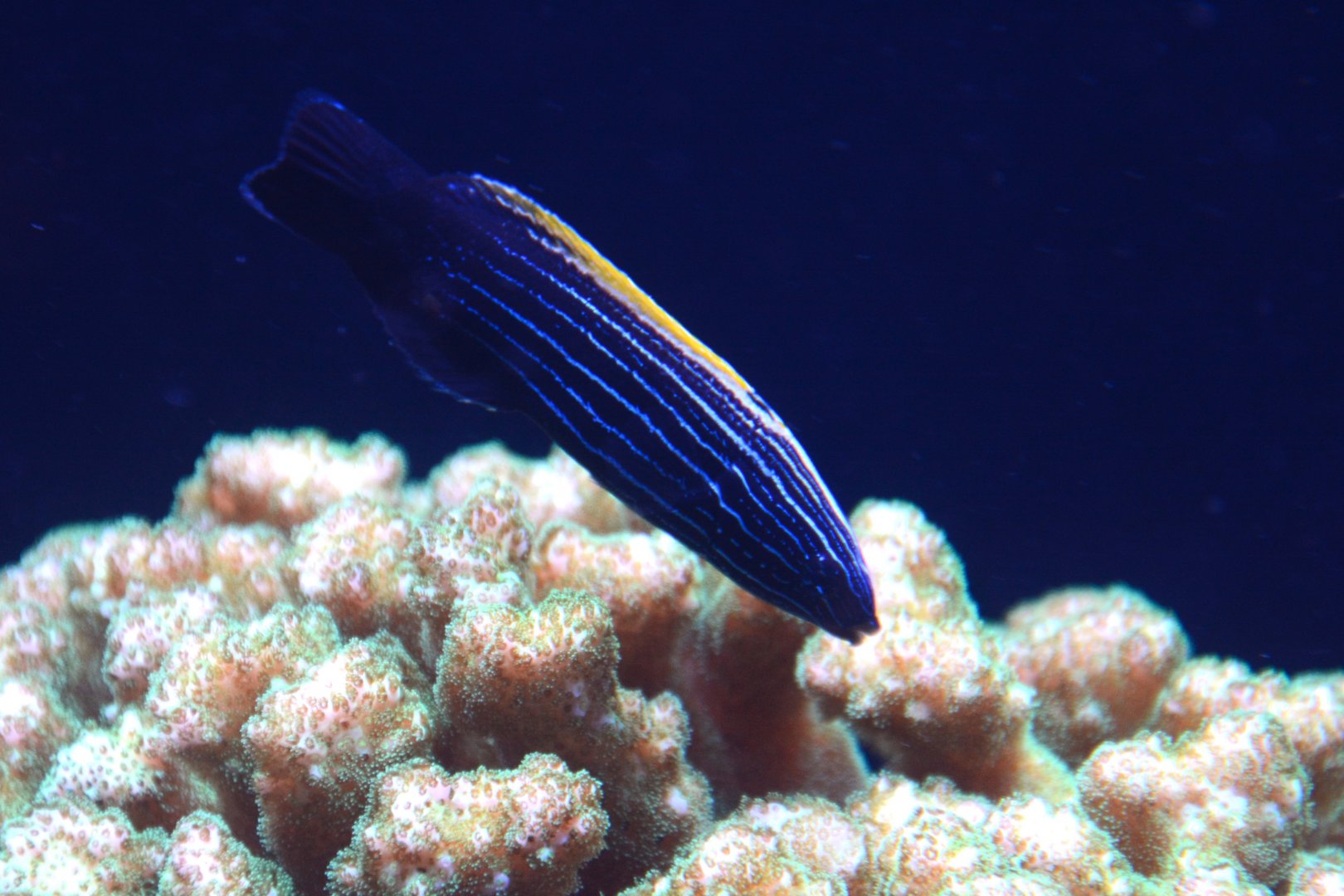 Yellowback Tubelip (Labropsis xanthonota)