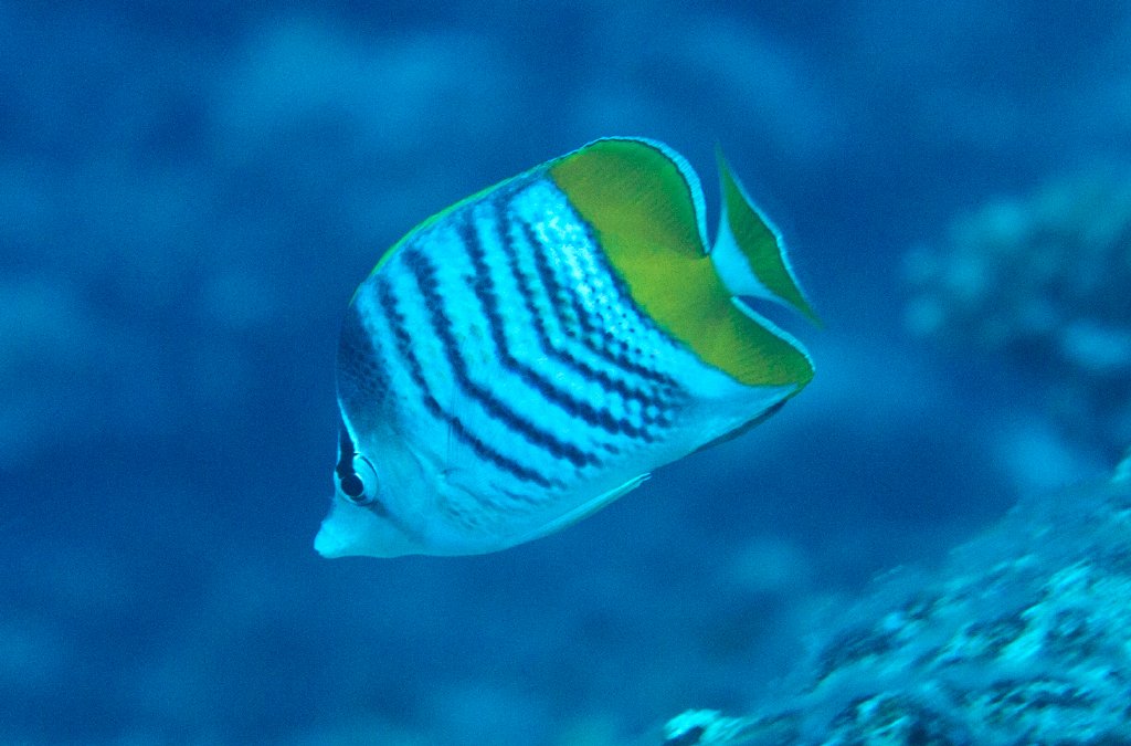 Yellowbacked Butterflyfish (Chaetodon mertensi)