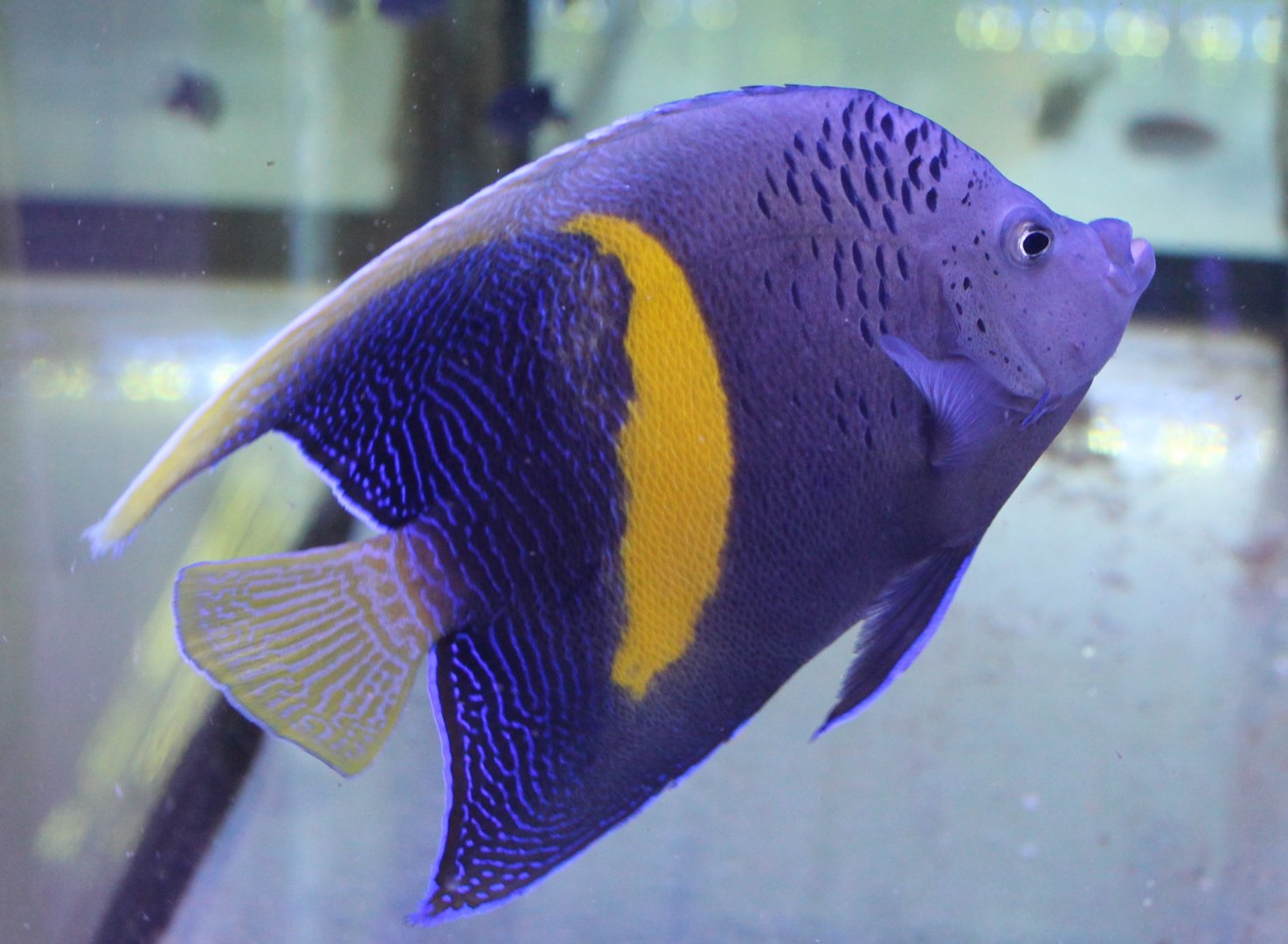Yellowband angelfish - Pomacanthus maculosus