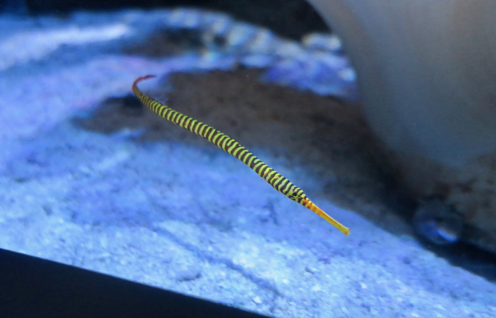 Yellowbanded Pipefish (Dunckerocampus pessuliferus)