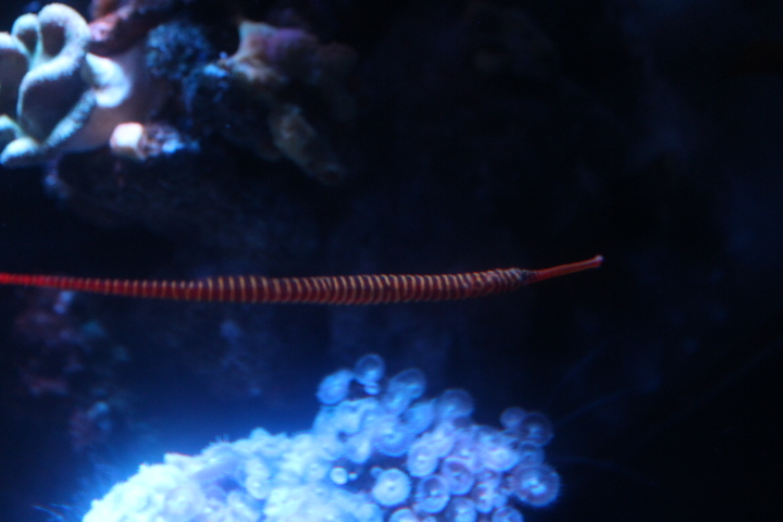 Yellowbanded pipefish (Dunckerocampus pessuliferus)