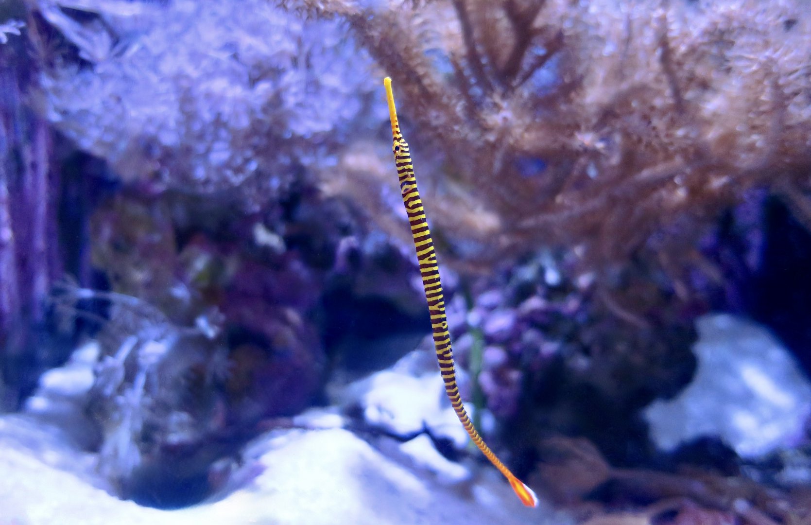 Yellowbanded Pipefish (Dunckerocampus pessuliferus)