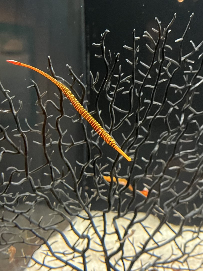 Yellowbanded Pipefish