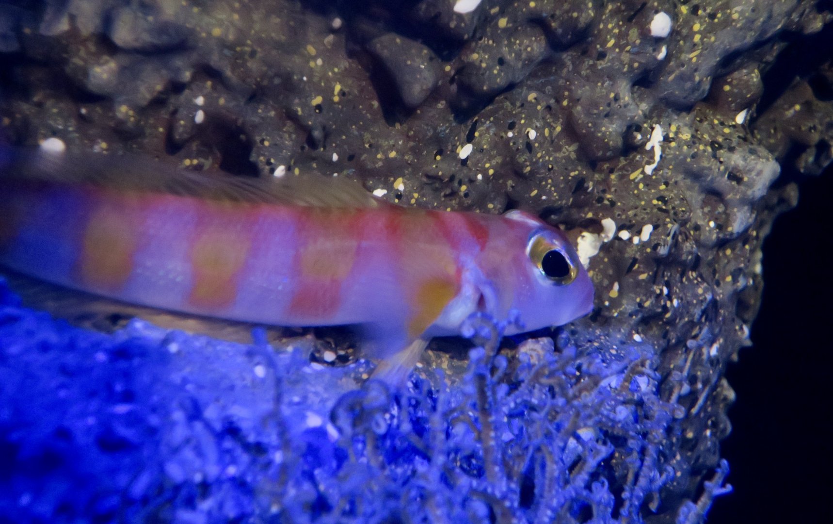 Yellowbanded Red Weever (Parapercis aurantiaca)