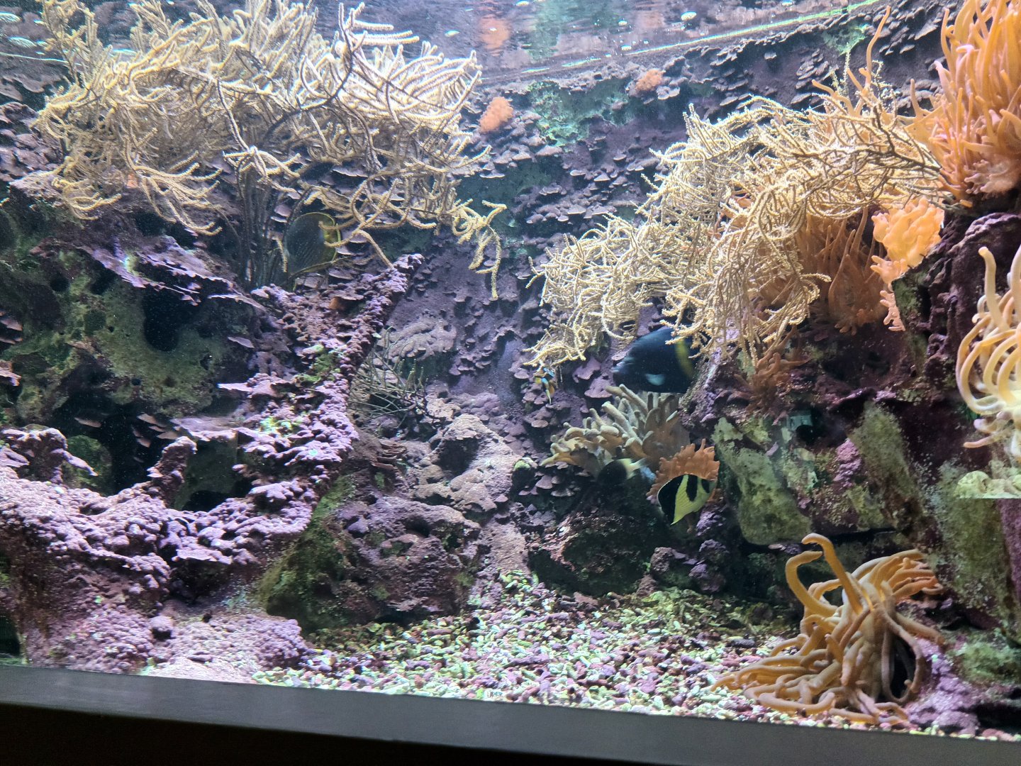 Yellowbar Angelfish Tank