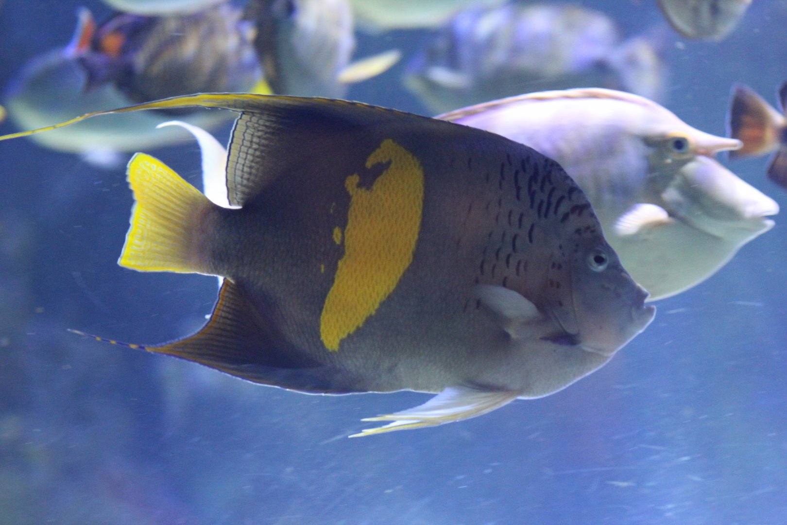 Yellowbar Angelfish