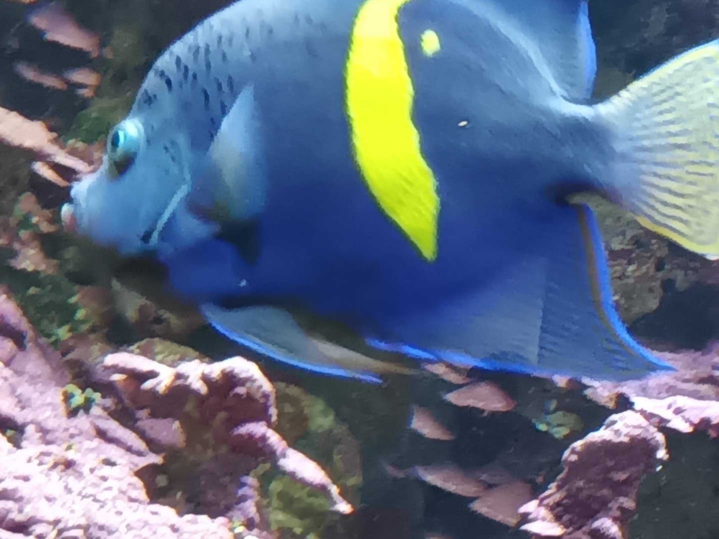 Yellowbar Angelfish
