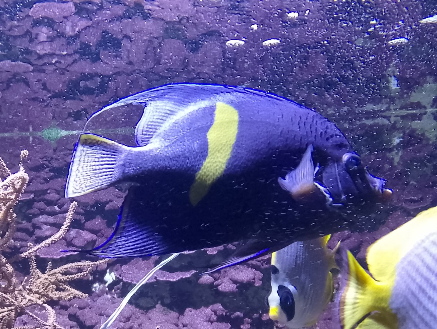 Yellowbar angelfish
