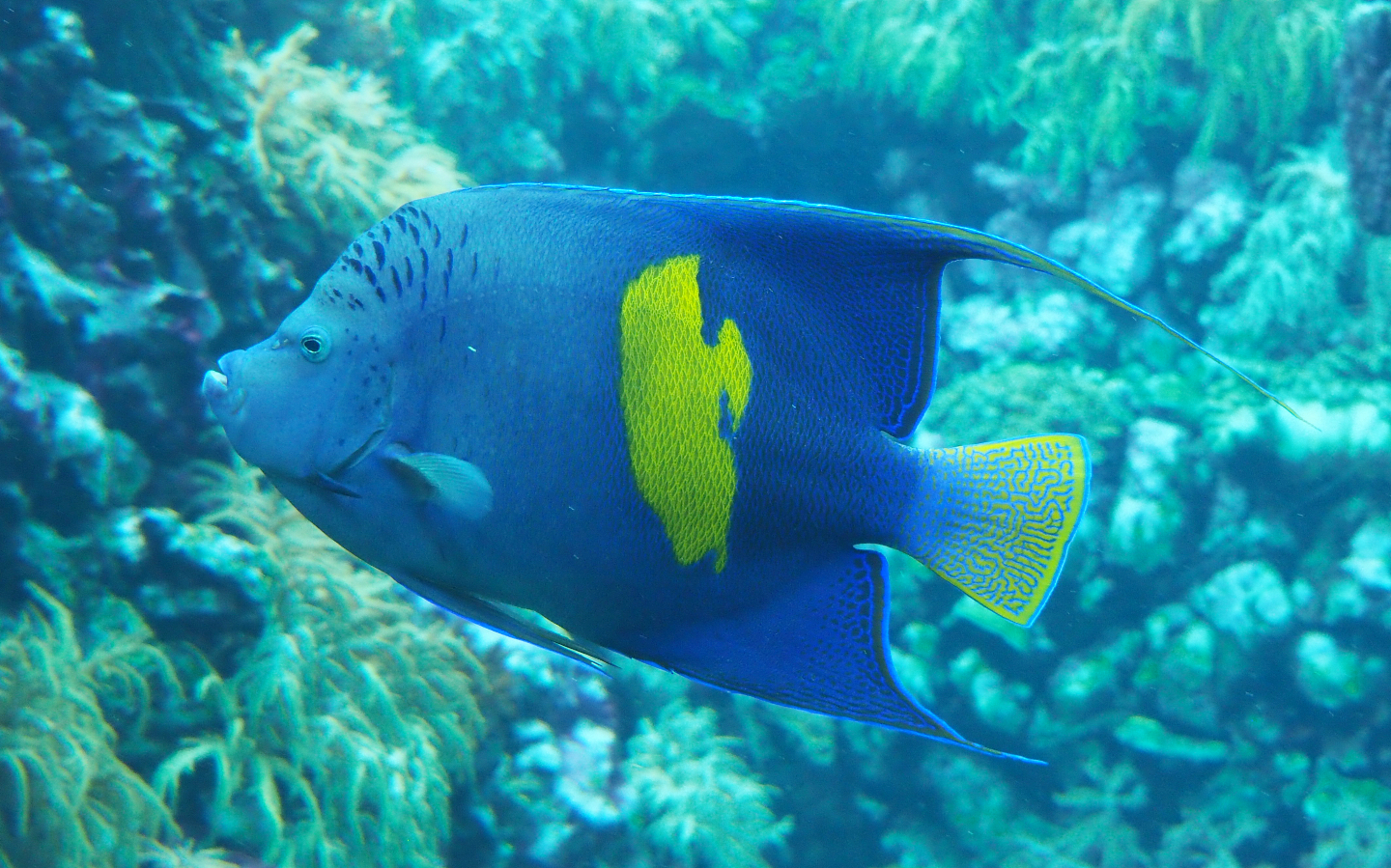 Yellowbar anglefish (Pomacanthus maculosus), 2020-09-20