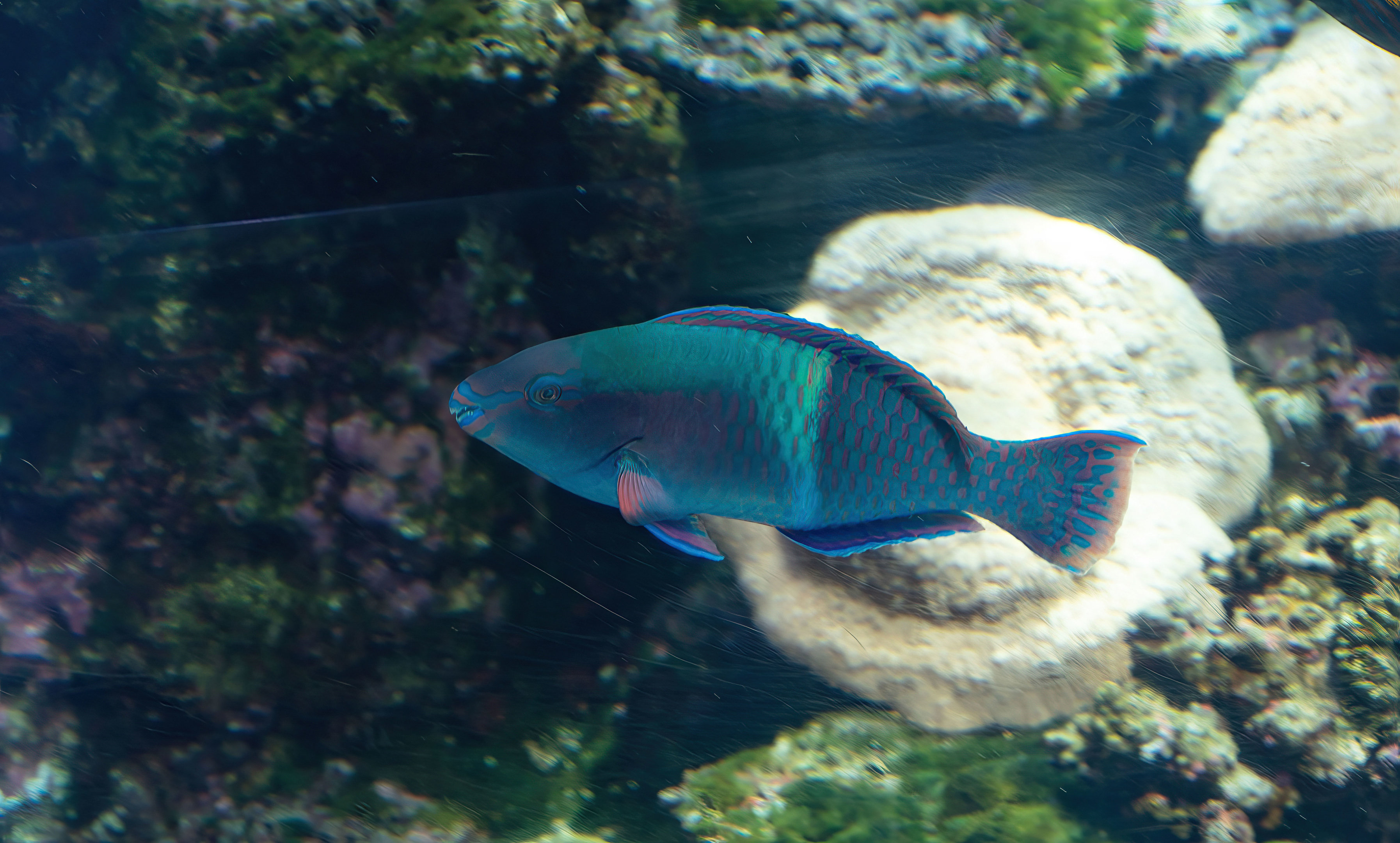 Yellowbar Parrotfish