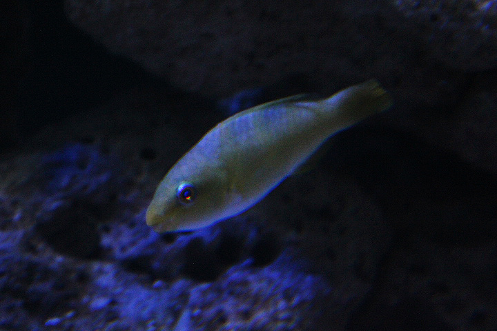 Yellowbarred parrotfish (Scarus dimidiatus)