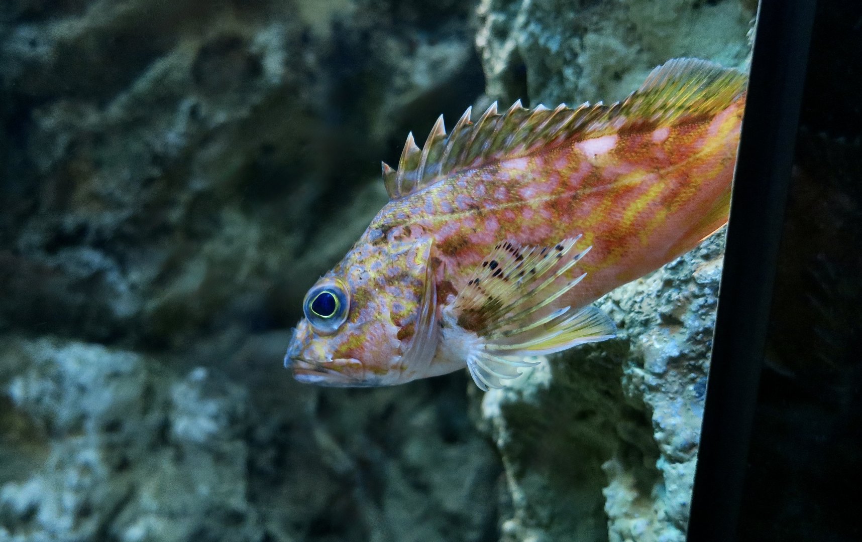 Yellowbarred Red Rockfish (Sebastiscus albofasciatus) - Xpark