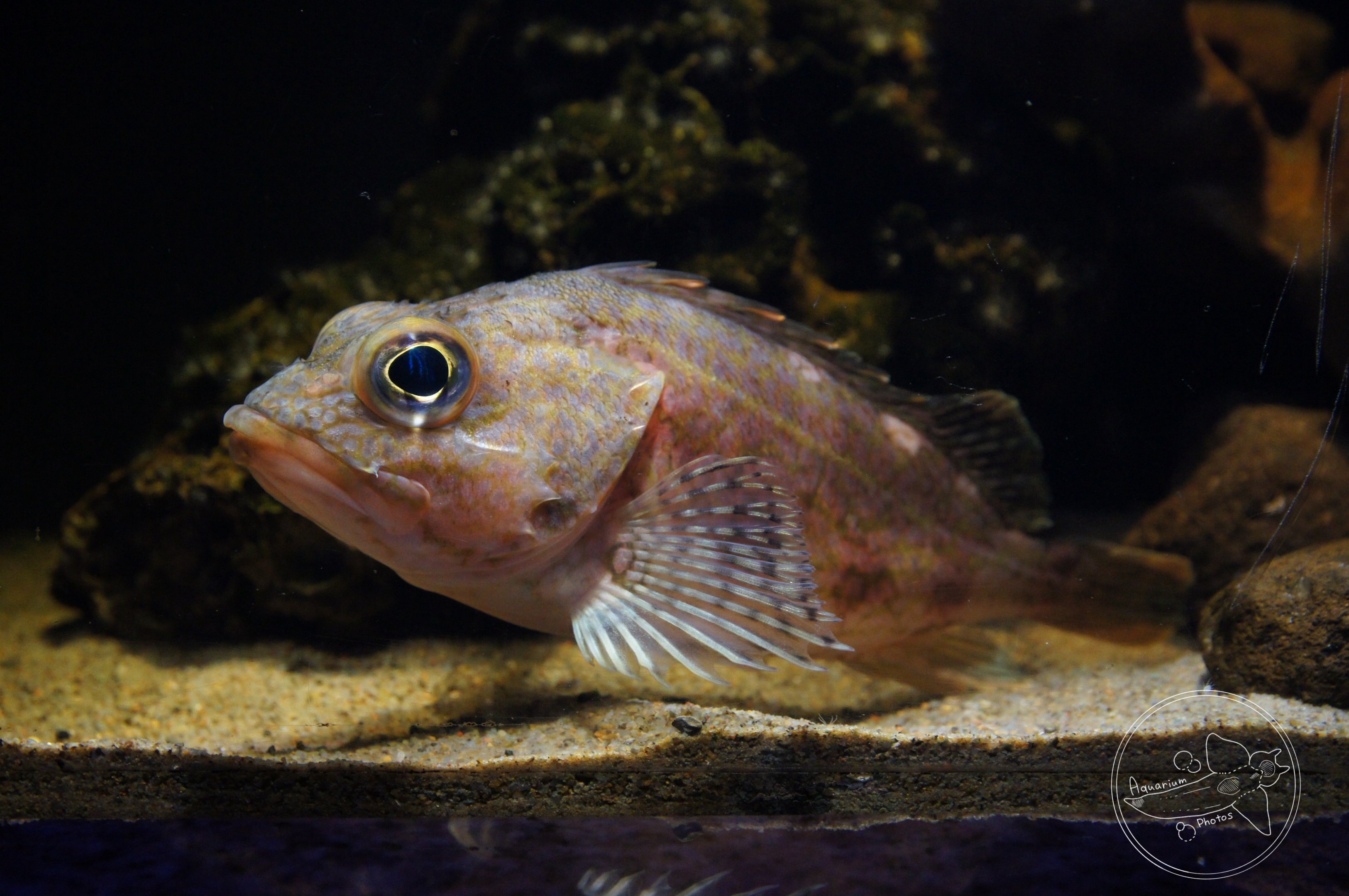 Yellowbarred Red Rockfish (Sebastiscus albofasciatus)