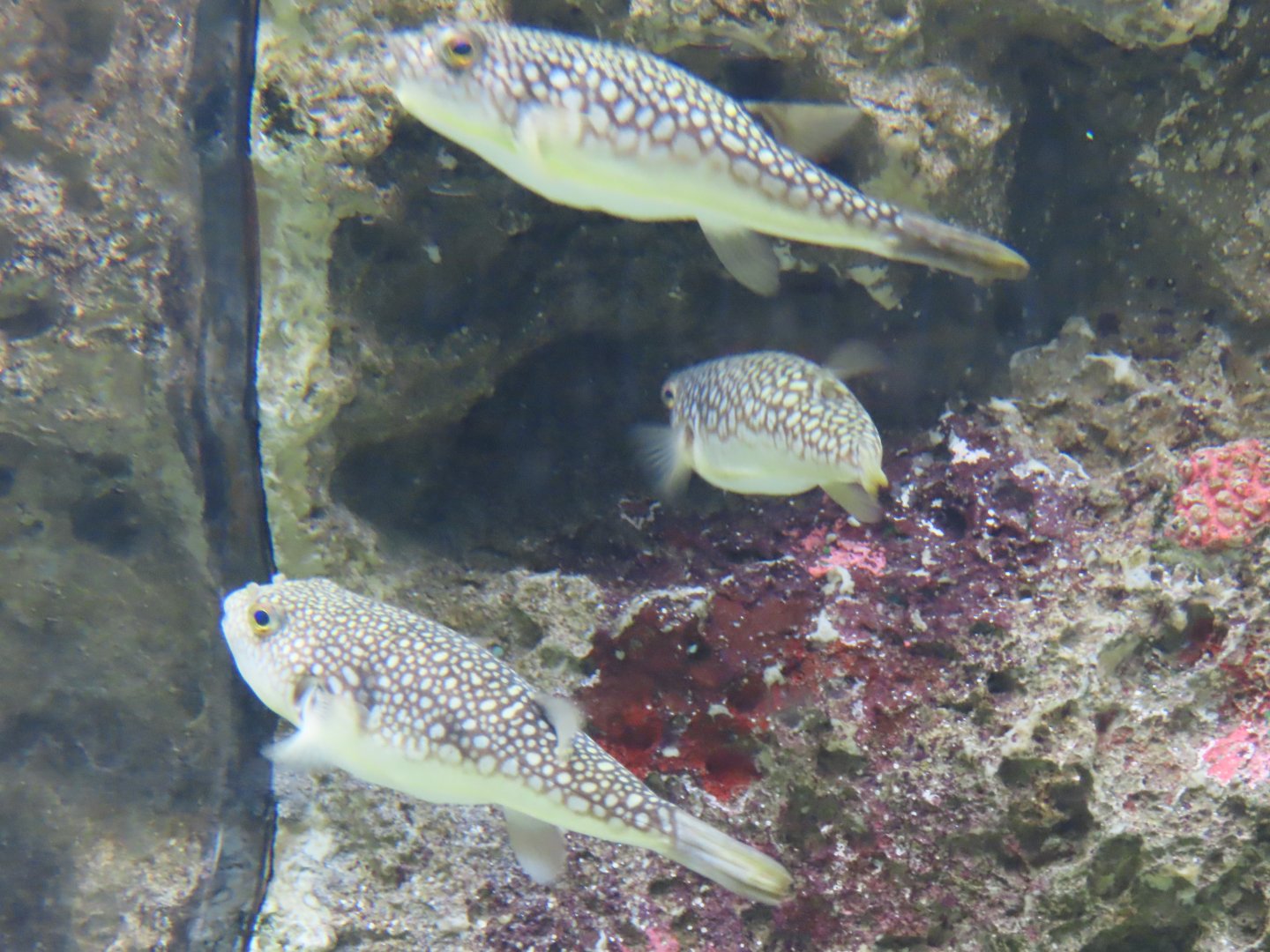 Yellowbelly pufferfish (Takifugu flavidus)