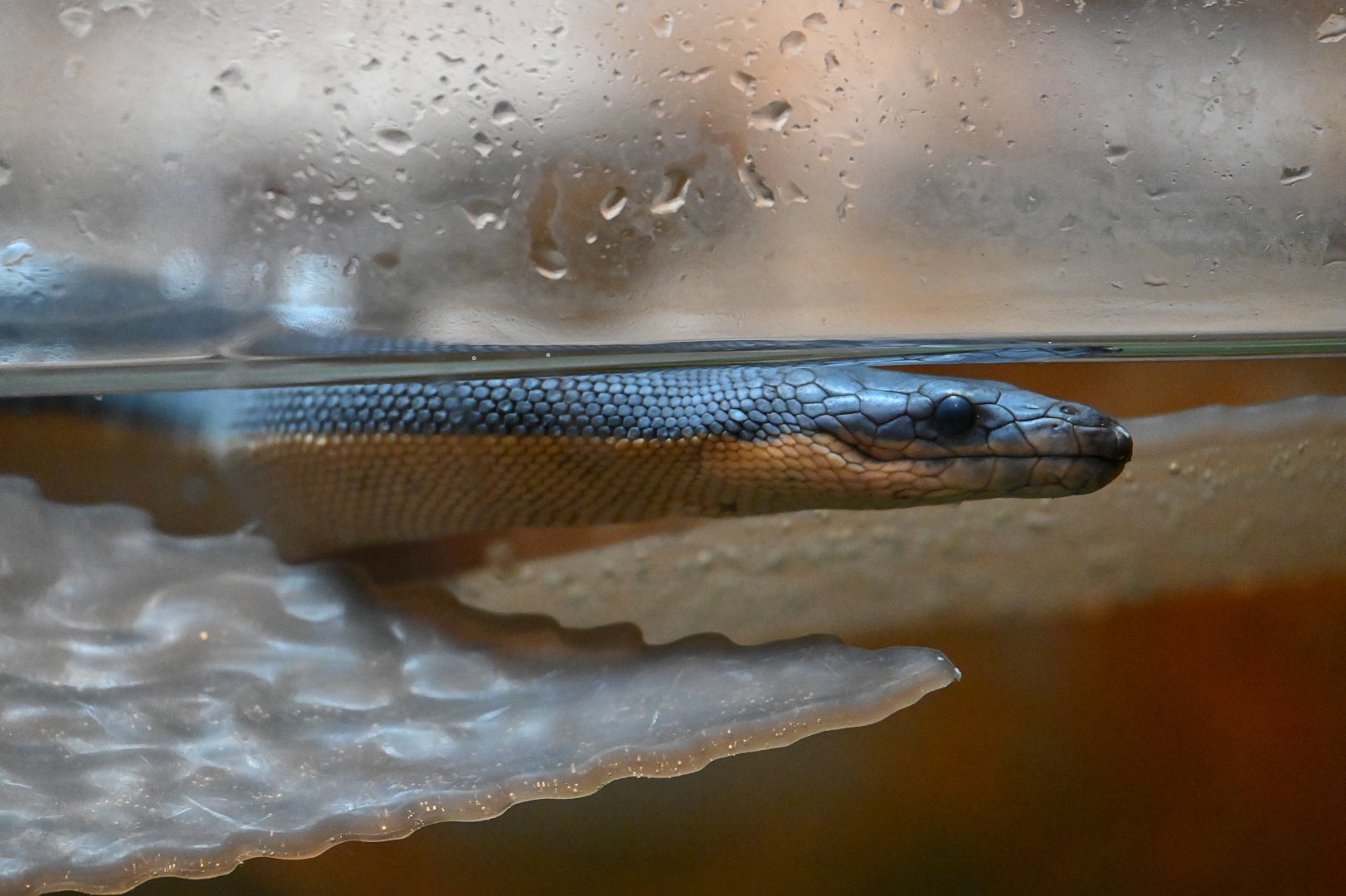 Yellowbelly Sea Snake