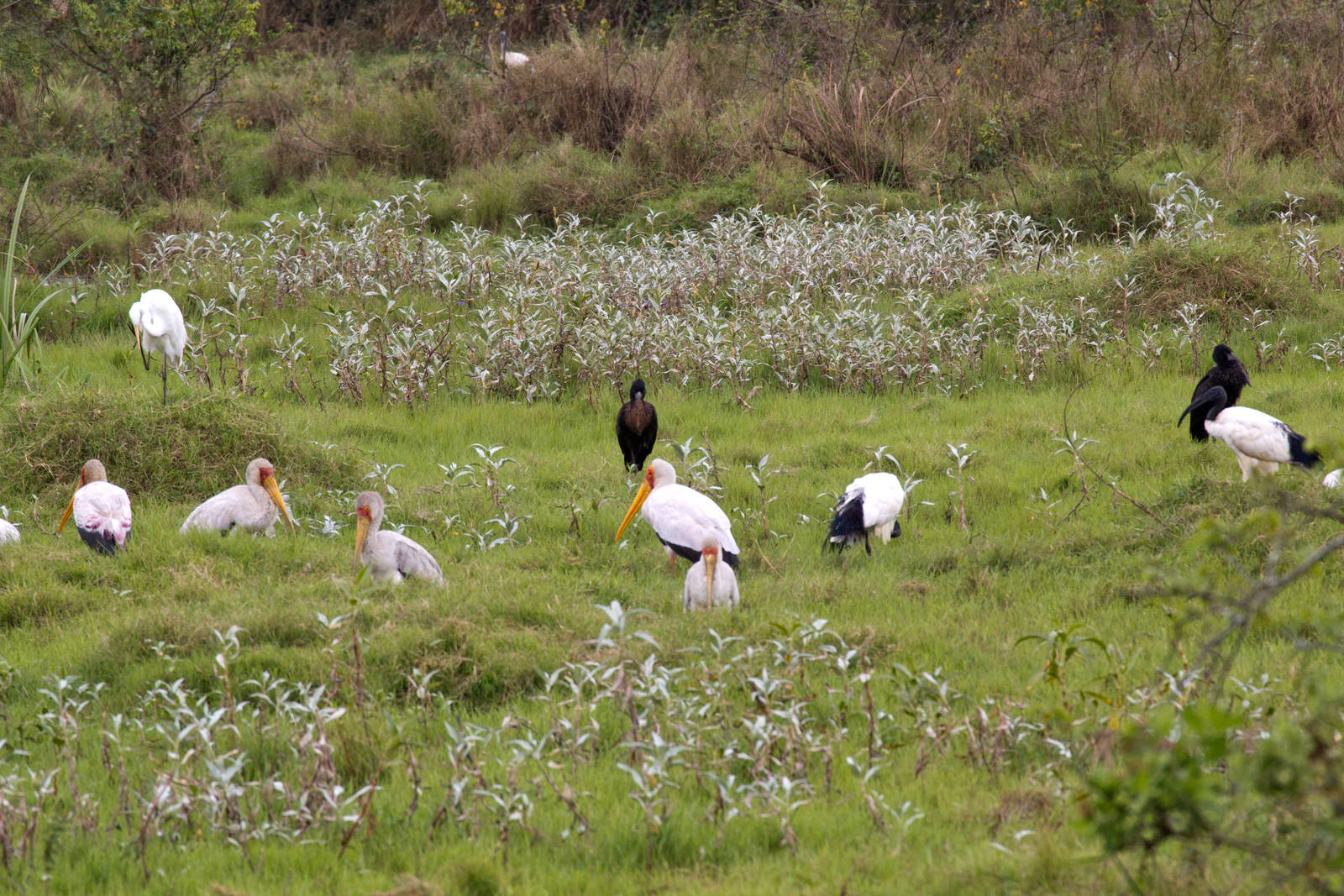 Yellowbill and Open-billed Storks
