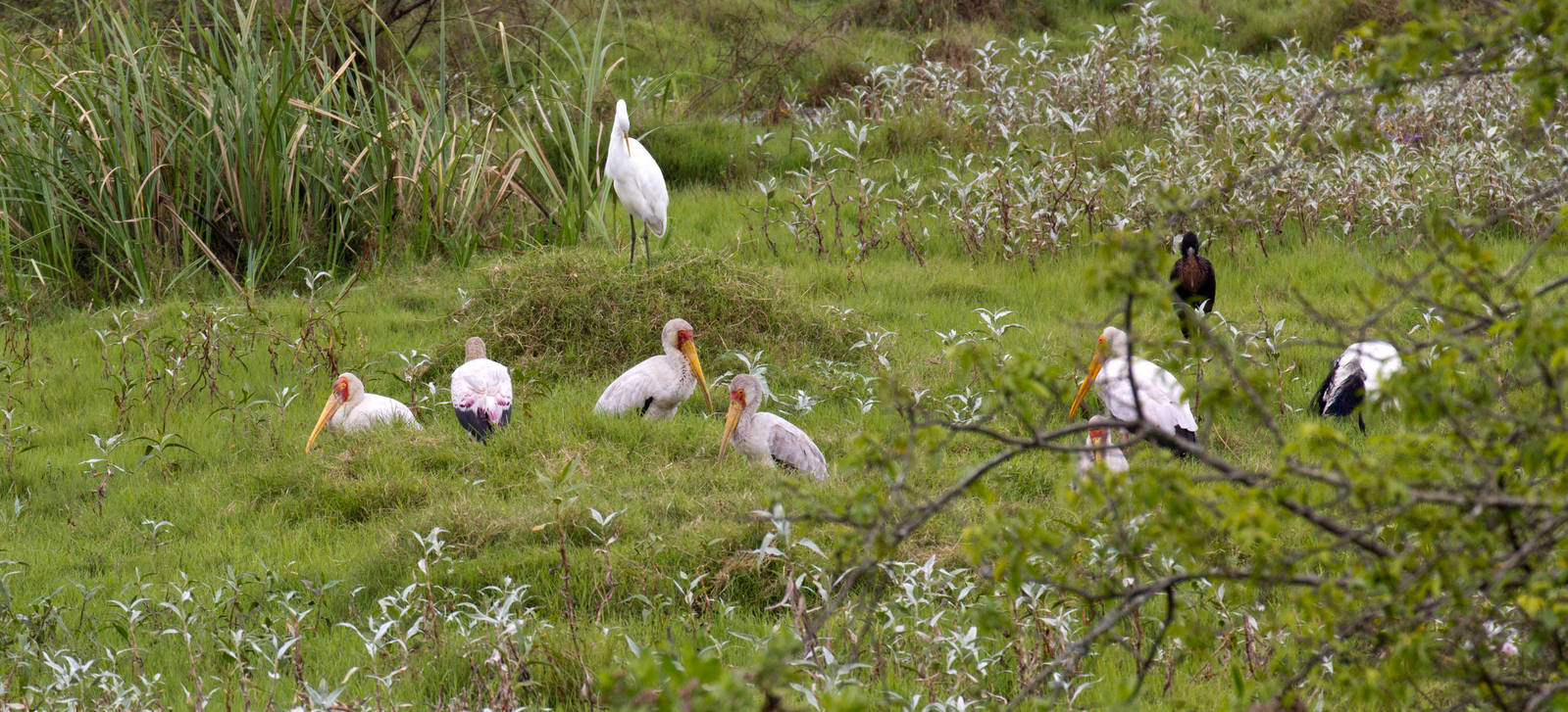Yellowbill Storks