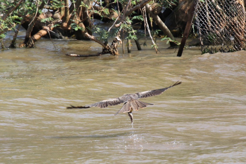 Yellowbilled Kite with dinner