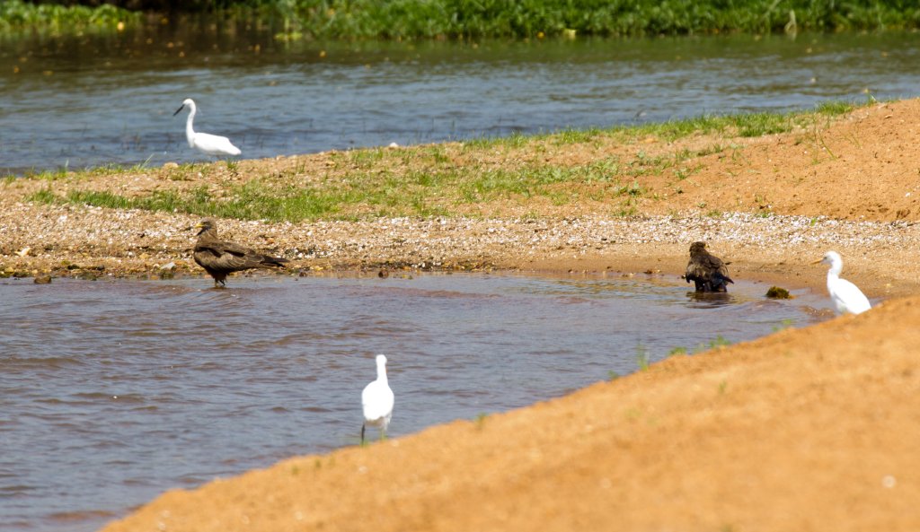 Yellowbilled Kites cooling off by standing in Lake Victoria