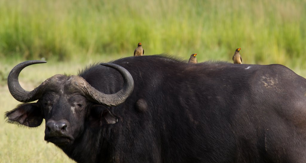Yellowbilled Oxpeckers on their dinner table