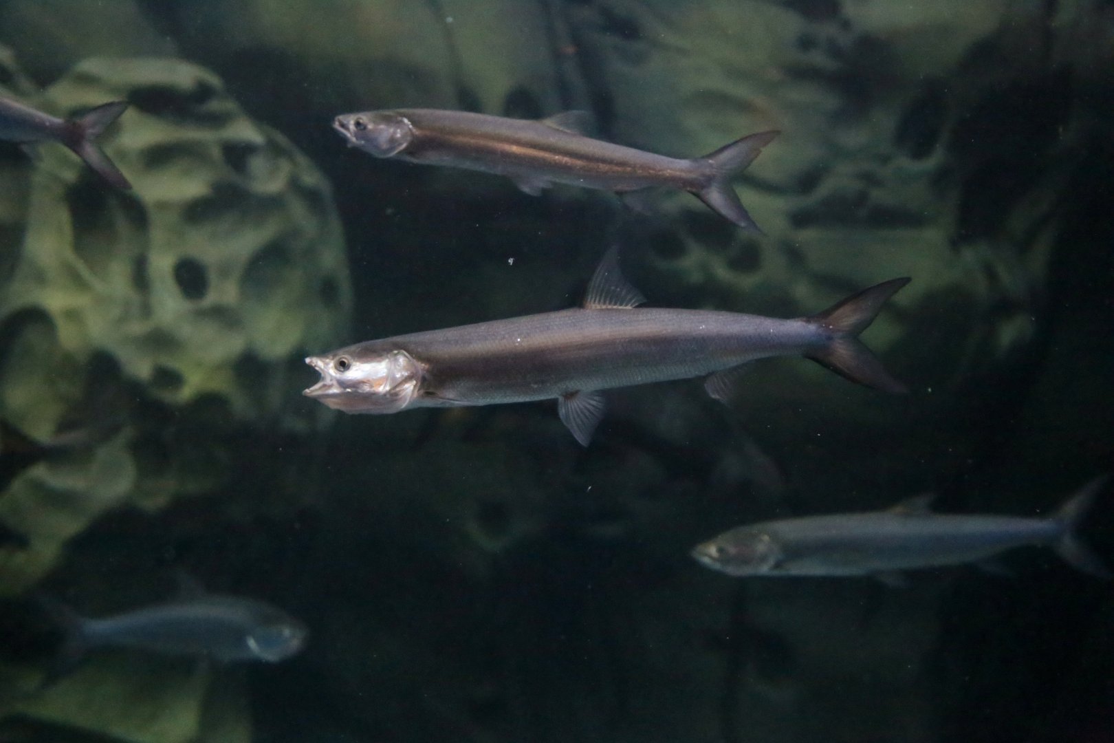 Yellowcheek (Elopichthys bambusa)