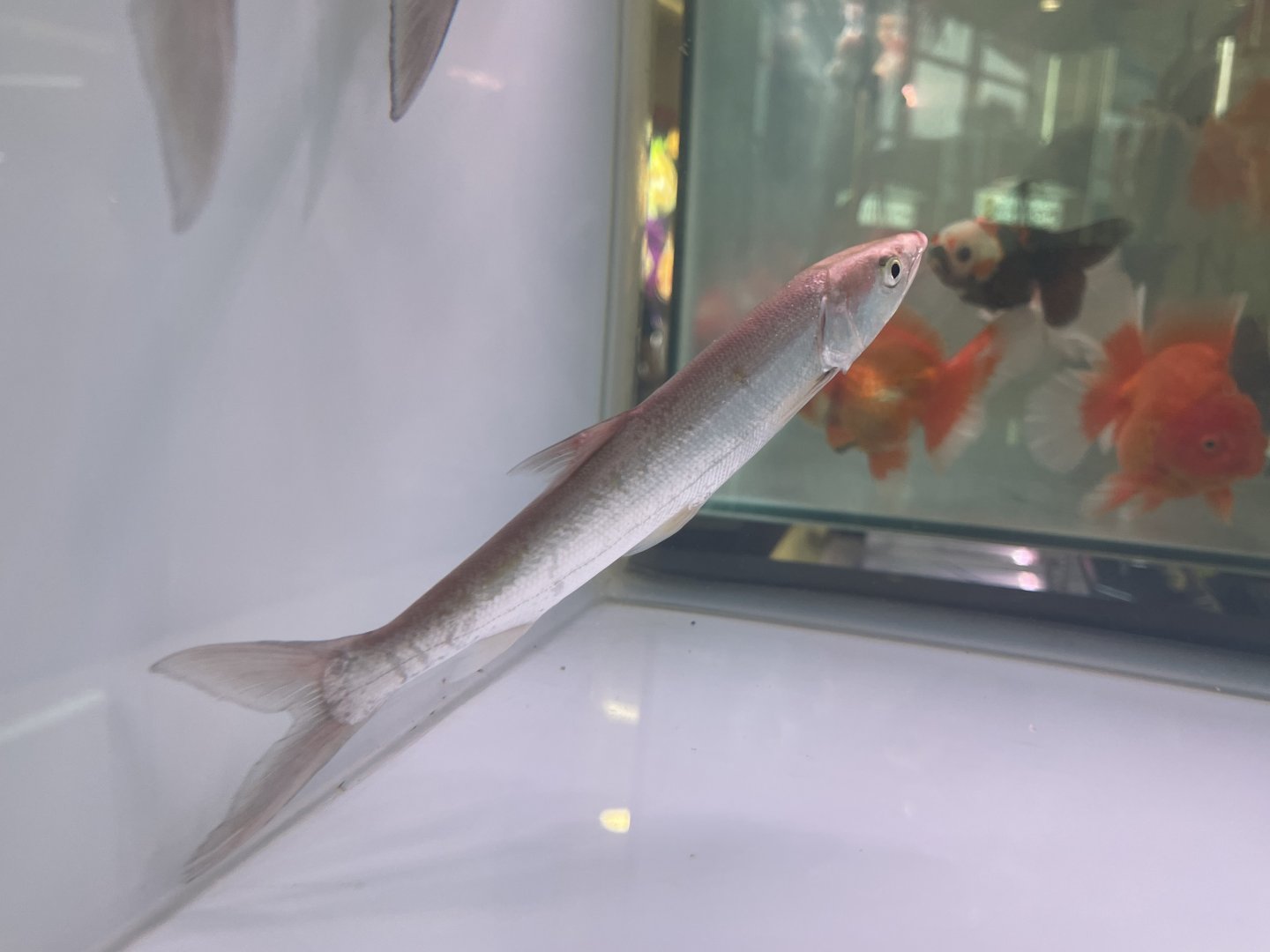 yellowcheek (elopichthys bambusa)