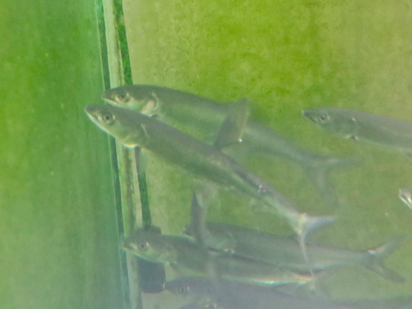 Yellowcheek/Kanyu (Elopichthys bambusa)