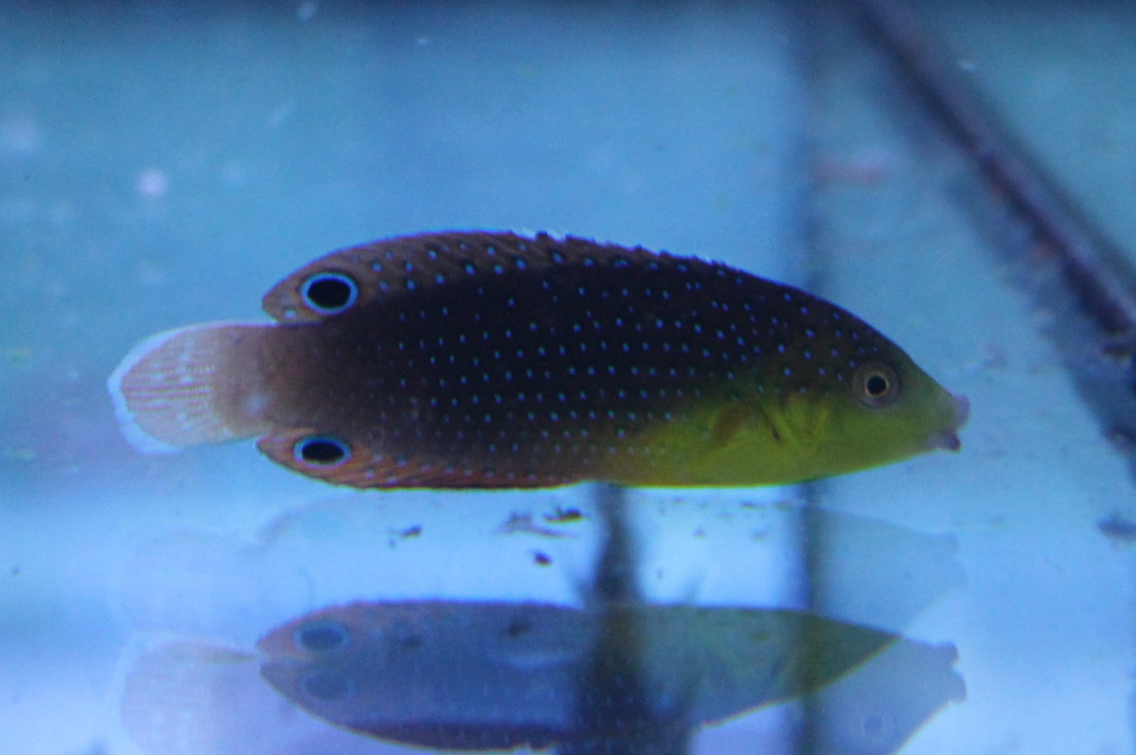 Yellowchest twist wrasse - Anampses twistii