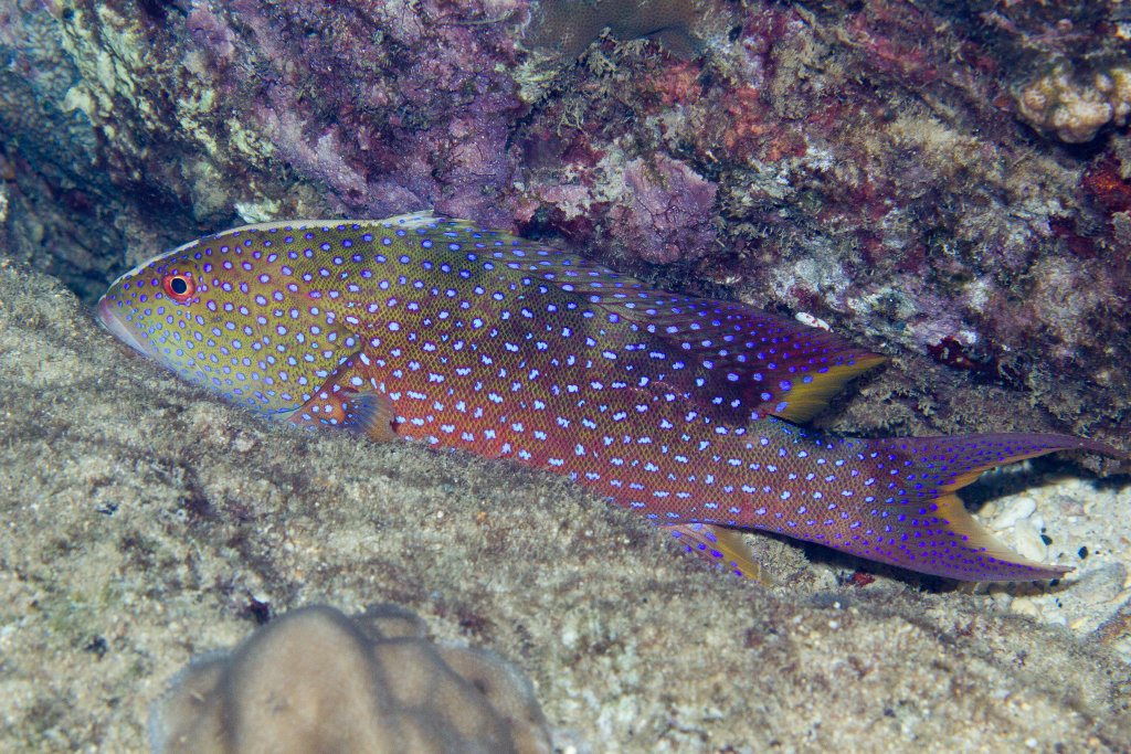 Yellowedge Coronation Trout immature