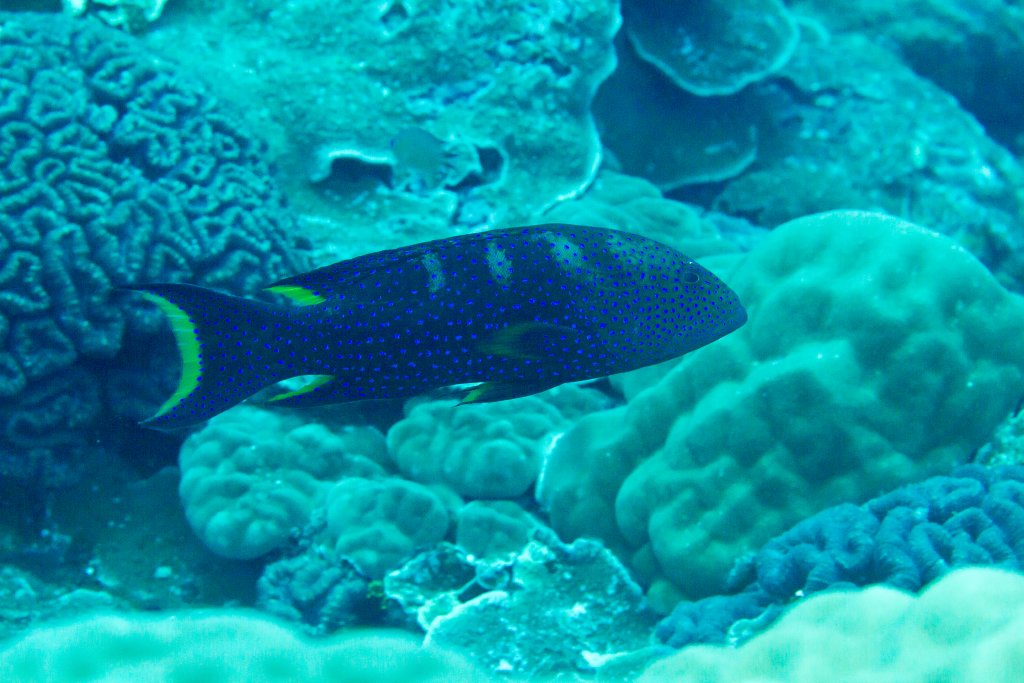 Yellowedged Coronation Trout