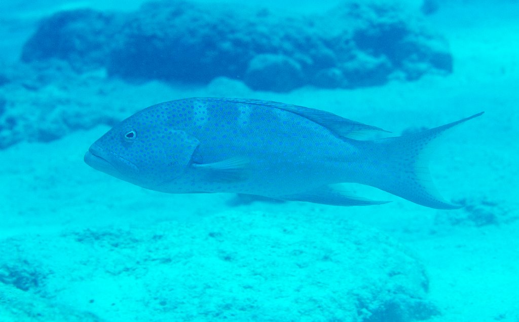 Yellowedged Coronation trout