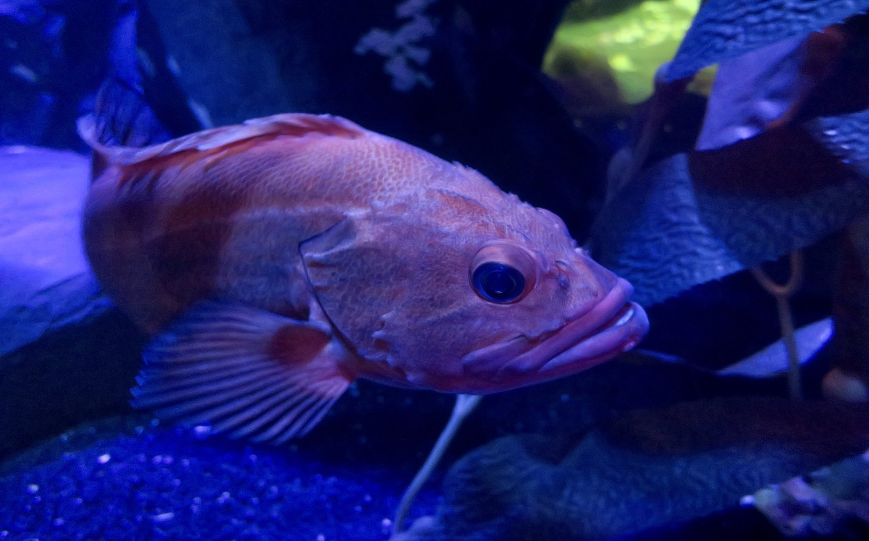 Yelloweye Rockfish (Sebastes ruberrimus)