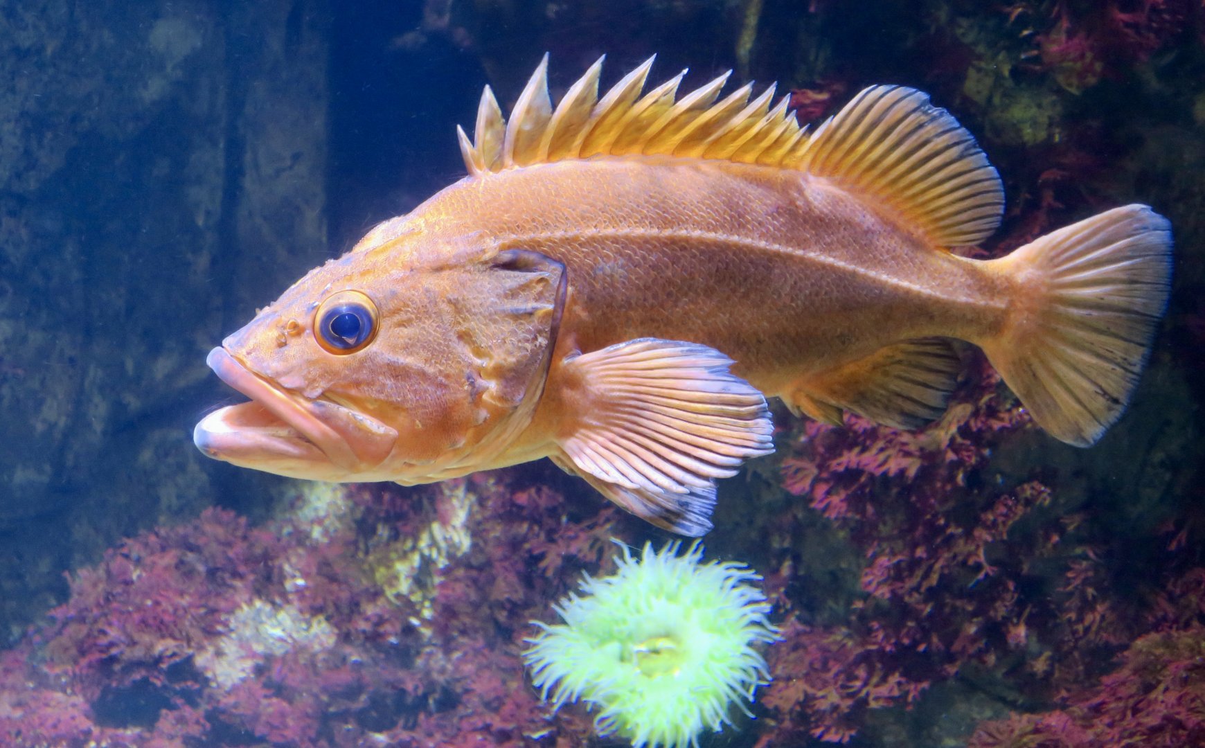 Yelloweye Rockfish (Sebastes ruberrimus)