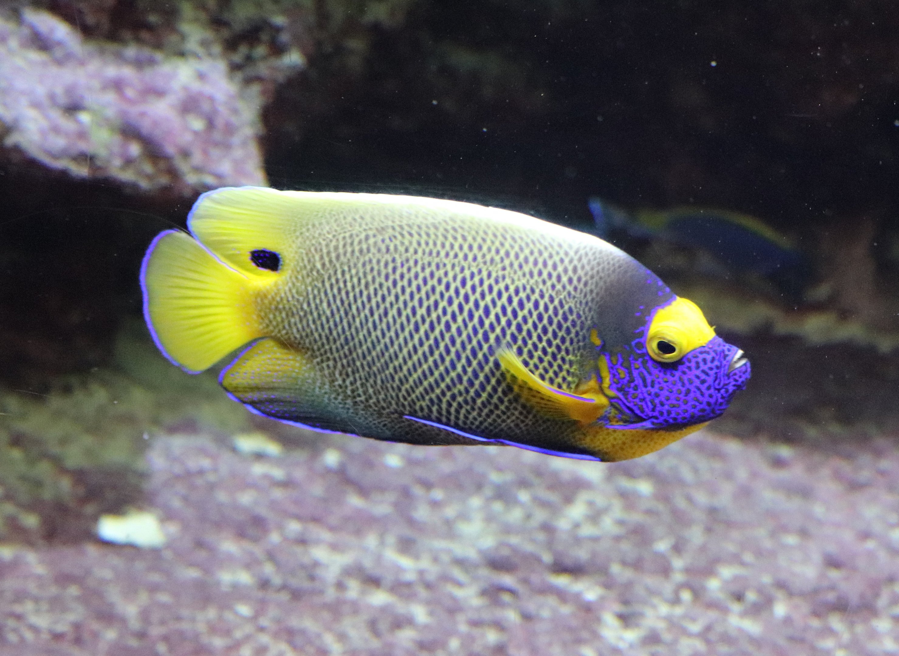 Yellowface angelfish (Pomacanthus xanthometopon)