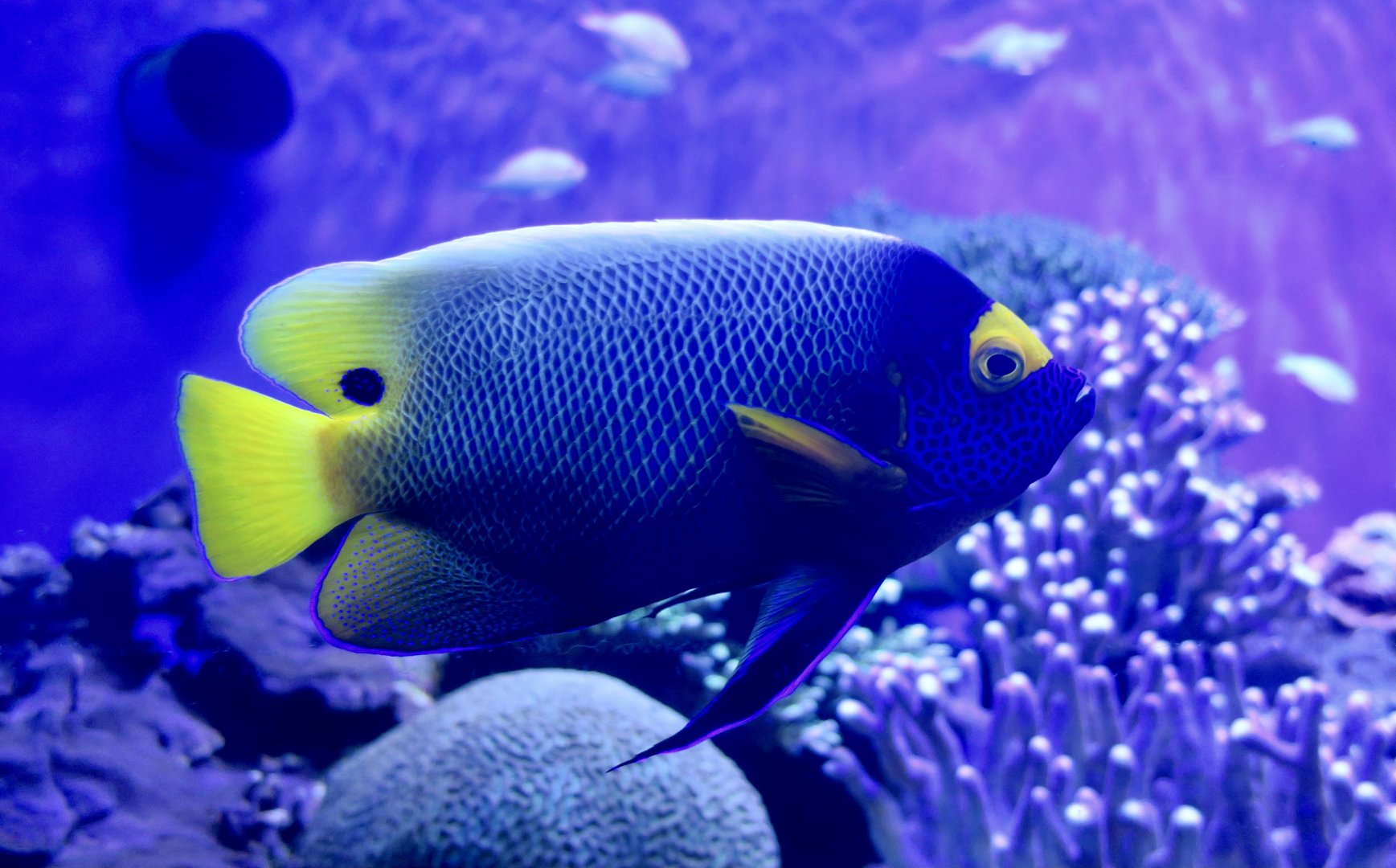 Yellowface Angelfish (Pomacanthus xanthometopon)