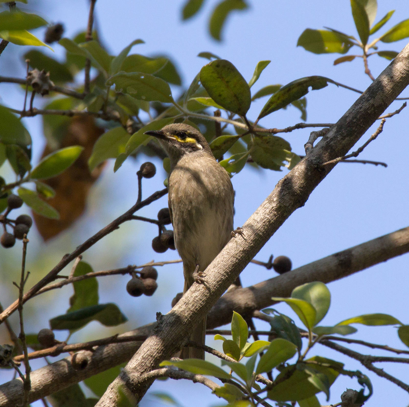 Yellowfaced Honeyeater
