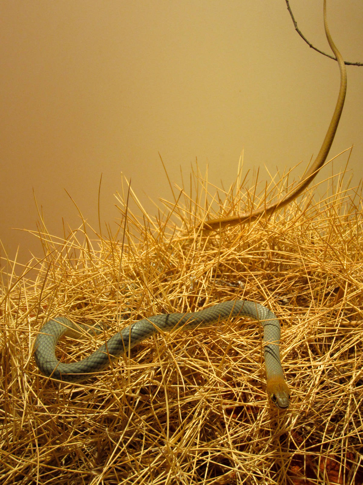 Yellowfaced Whipsnake