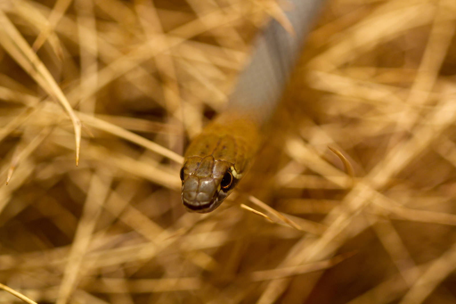 Yellowfaced Whipsnake