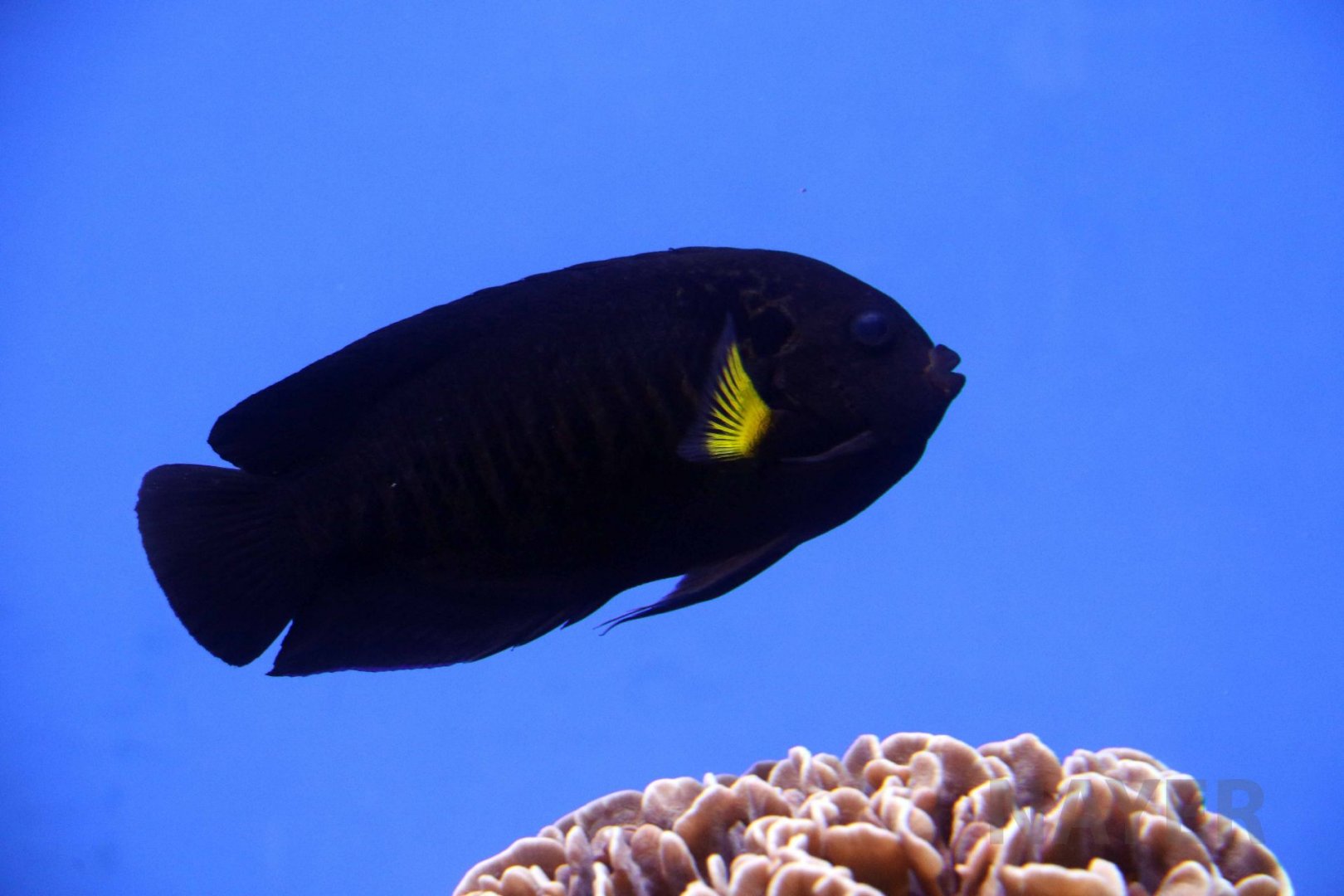 Yellowfin angelfish, March 2018