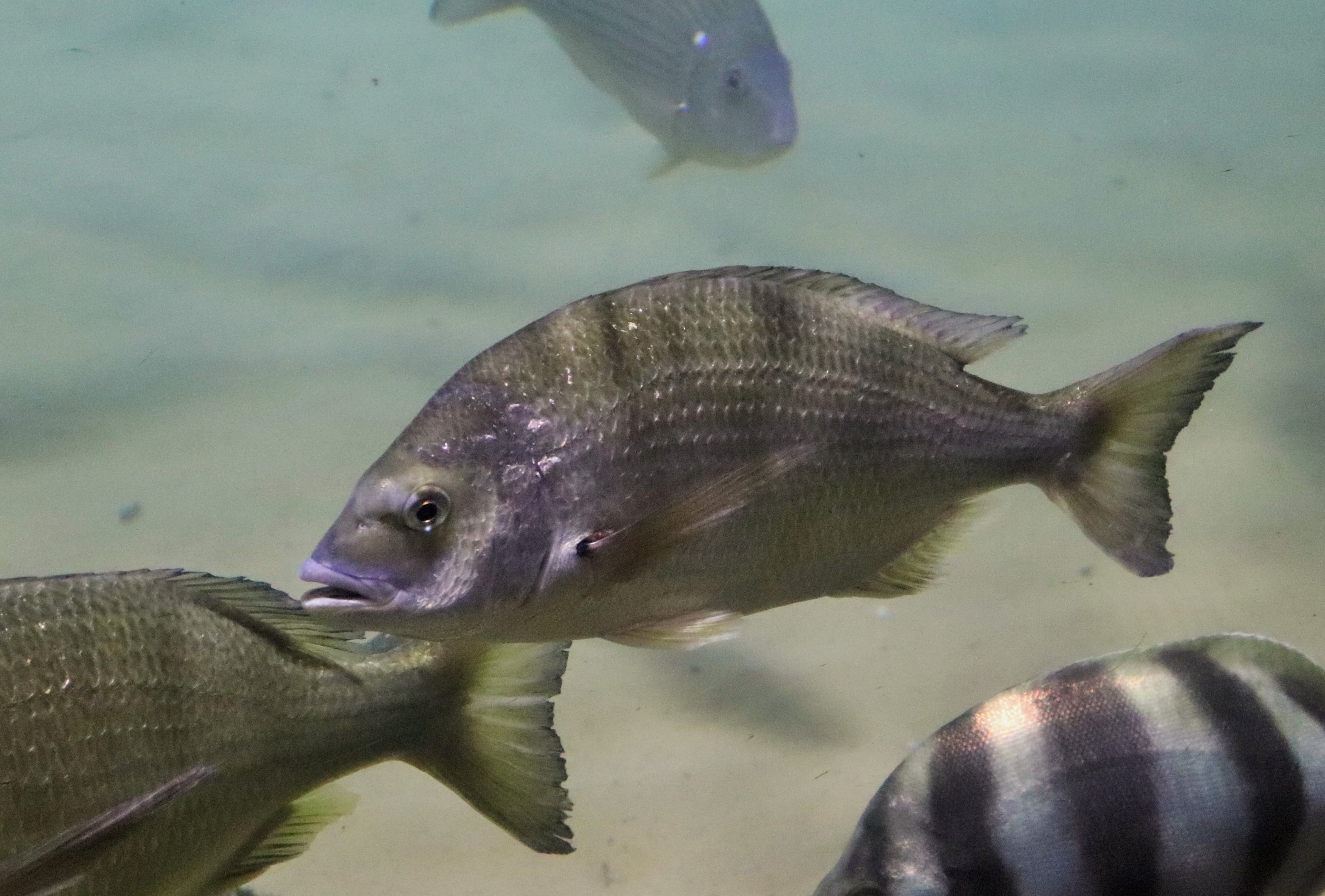Yellowfin Bream (Acanthopagrus australis)